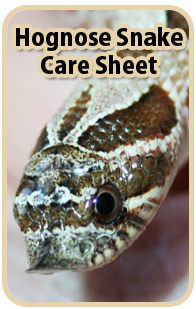 Hognose Snake Care Sheet