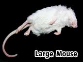 Large mouse- suitable for adult hognose snakes