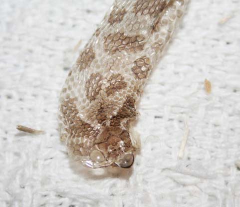 Tricolor Hognose Snake Care Sheet