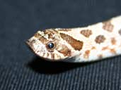 Western hognose close up of the head