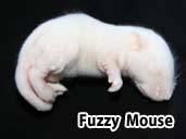 Fuzzie mouse- suitable for yearling Hognose snakes