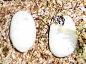 Hognose snake eggs hatching