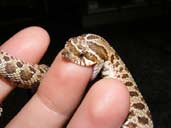 A bite from a Western Hognose snake