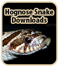 Hognose Snake Downloads