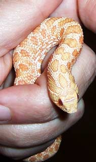 Albino Western Hognose being handled