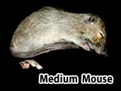 Medium mouse- suitable for mature hognose snakes