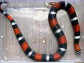 Tri-colour Hognose Snake