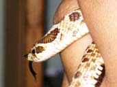 Western Hognose Snake being handled close up