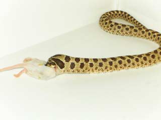 Hognose snake eating a mouse