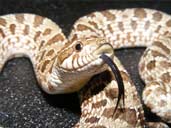 Western Hognose snake