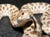 Western Hognose being inquisitive.