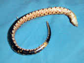 Western Hognose playing dead